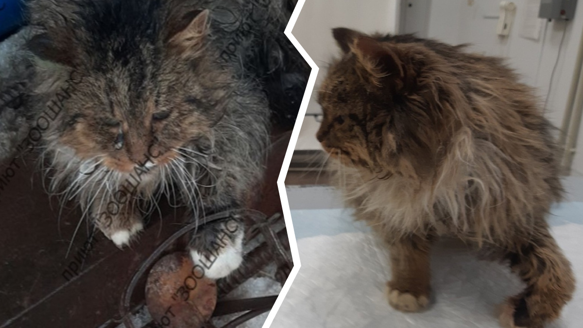 «Миша плакал от боли»: под Ярославлем кот попал в капкан живодёра