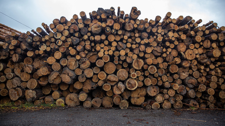 За год в Кузбассе вырубили тысячи гектаров леса. Рассказываем, сколько это в городах и стадионах
