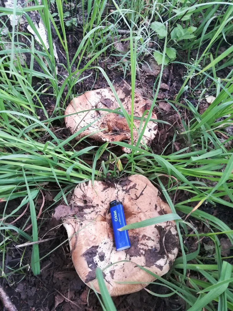 Еще одна находка в молодых березнячках Новосибирской области. Свинухи найдены Сергеем Григорьевым