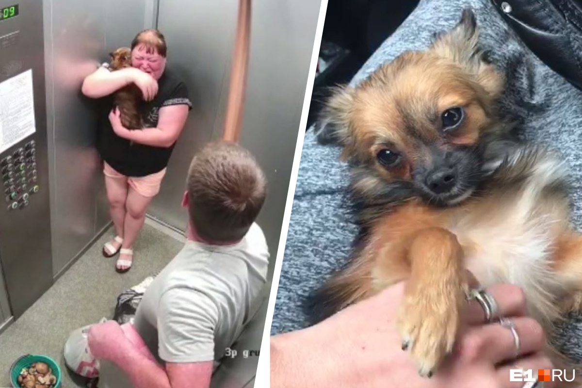 Зверски избитую маленькую собаку нашли в подземном мусорном баке под Петербургом
