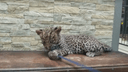 В Самарском зоопарке у пары леопардов родился котенок