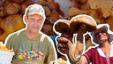 Лисички — из Мишкино, белые — из Чебаркуля: какие грибы продают на рынках и сколько они стоят