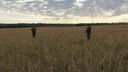 Сезон охоты на перепелов открылся в Ростовской области