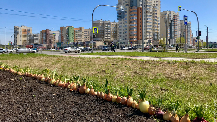 Клумбу в крупном микрорайоне Челябинска засадили проросшим луком