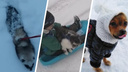 Кота возят на санках, хорек прячется в сугробе: как домашние любимцы радуются снегу — смотрим фото и видео