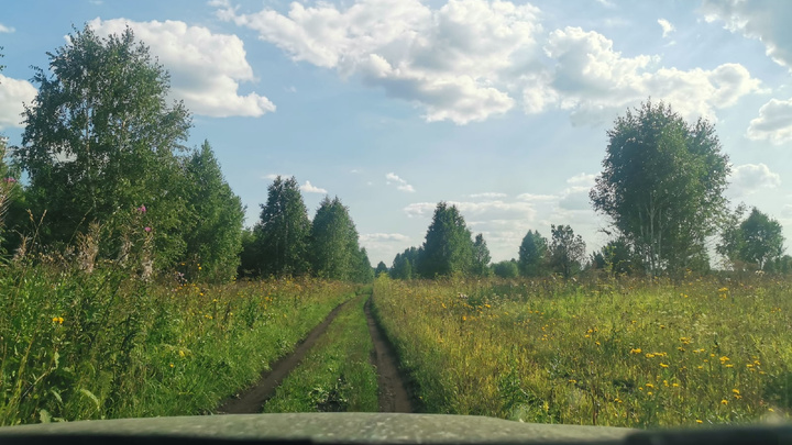 В Кузбассе стали меньше рубить лес незаконно