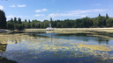 «Озеро превращается в болото»: самарцы обеспокоены судьбой водоема в парке на Металлурге