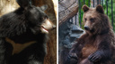 Новосибирский зоопарк спрятал от посетителей гималайских медведей — рассказываем почему