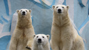 Белые медведи-двойняшки повзрослели в зоопарке — теперь их сложно отличить от мамы