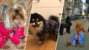 «Для некоторых собак шьют коллекции»: как нижегородка зарабатывает пошивом одежды для собак
