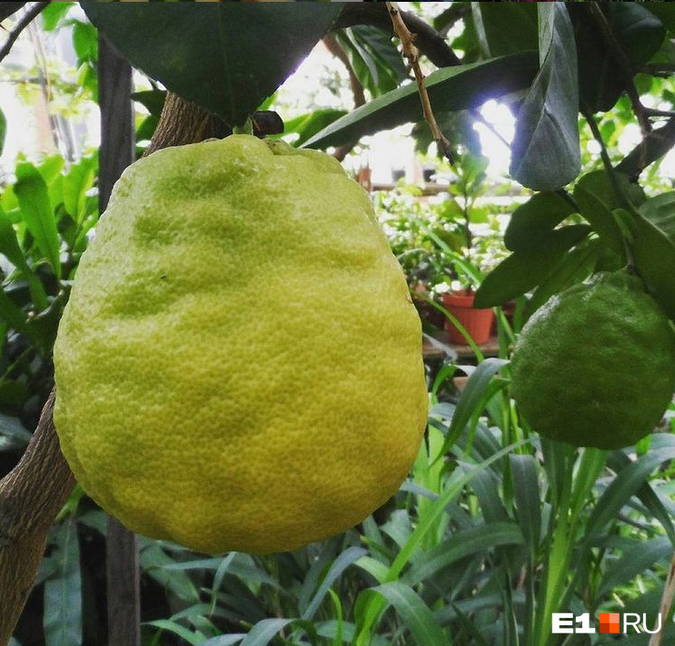 Плод лимона «пандероза»
