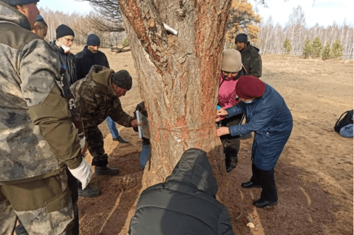 Спасти деревья вряд ли удастся Спасти деревья вряд ли удастся