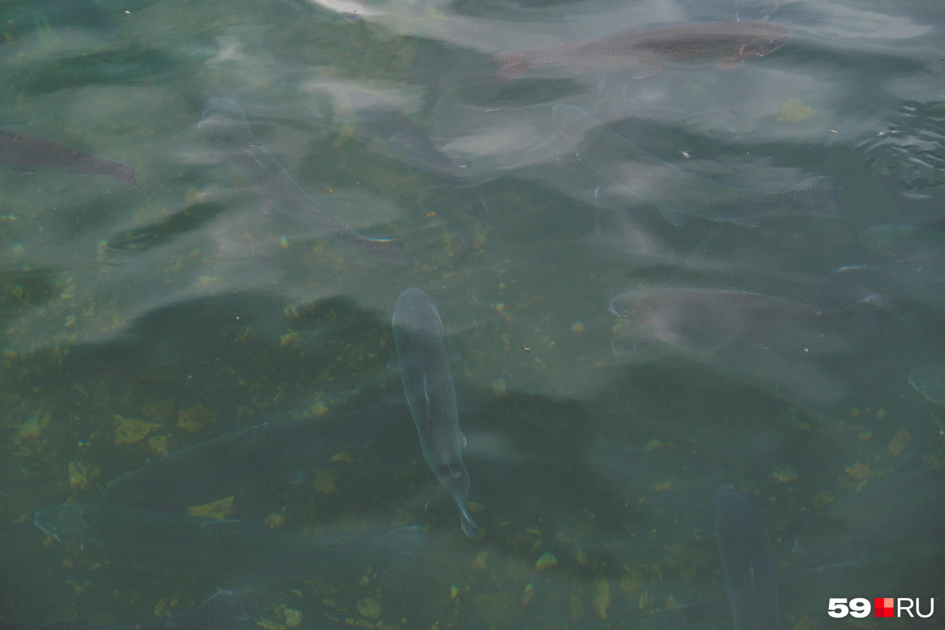 Рыбы видны под водой 