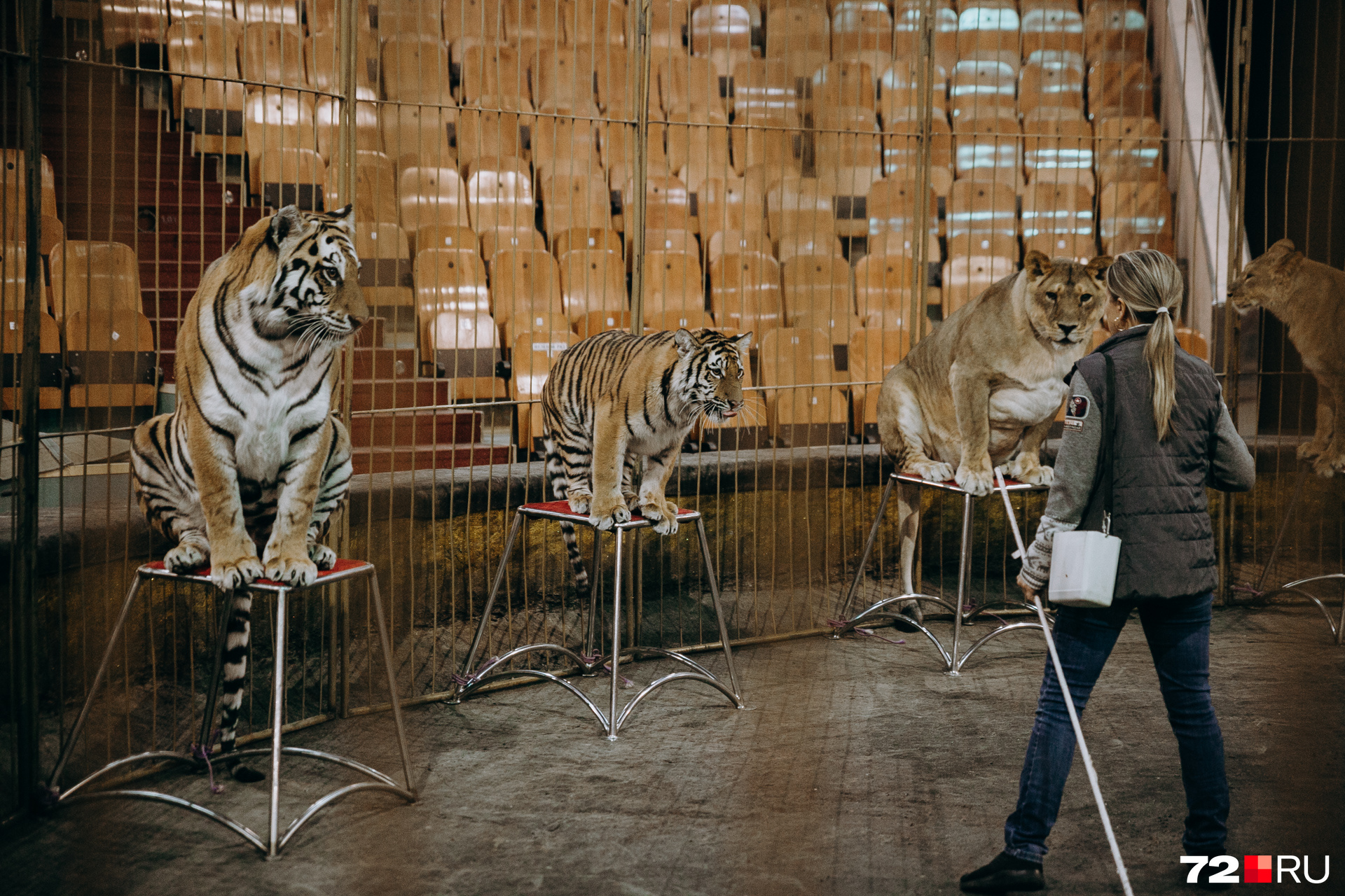 Каждый тигр и лев знает, где его стульчик, и после выполнения трюка направляется сразу к нему