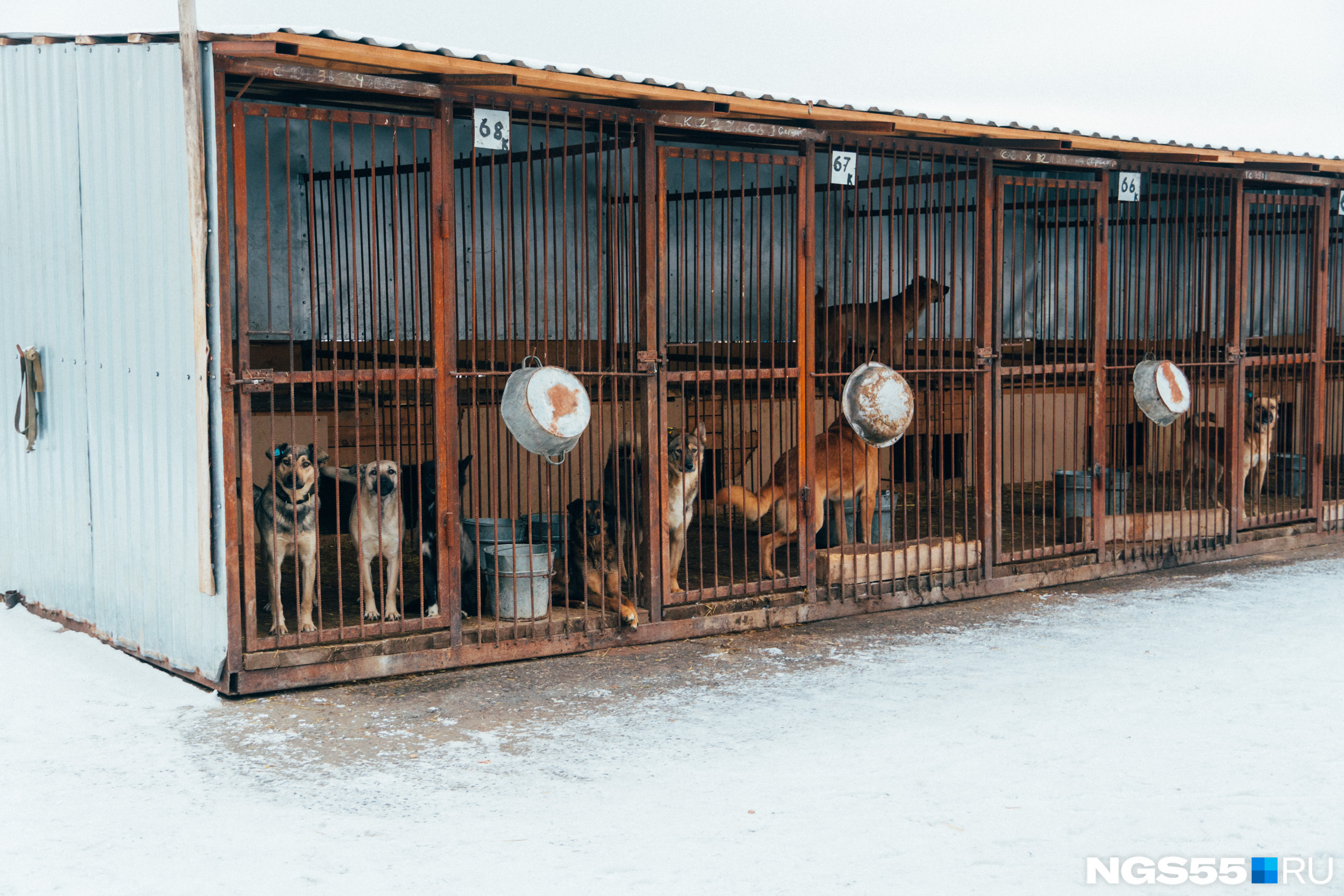 В Омске действует один муниципальный приют для животных, остальные — частные
