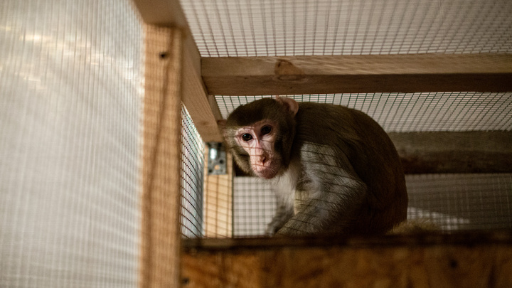 Челябинский зоозащитник Карен Даллакян приютил обезьяну, от которой отказались дрессировщики