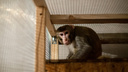 Челябинский зоозащитник Карен Даллакян приютил обезьяну, от которой отказались дрессировщики