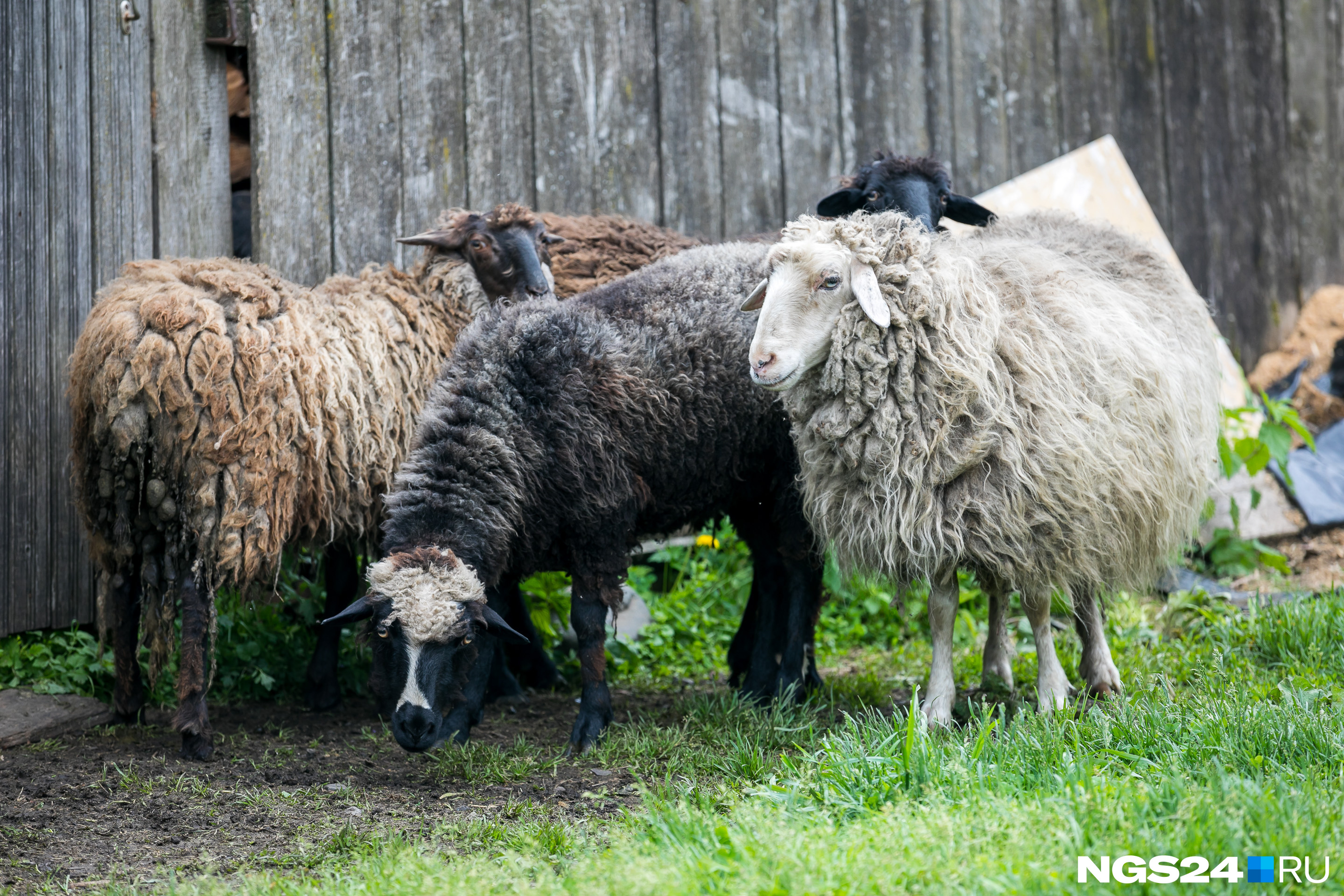 Овцы убегают к дому, когда мы подходим ближе — хотят, чтобы их впустили назад