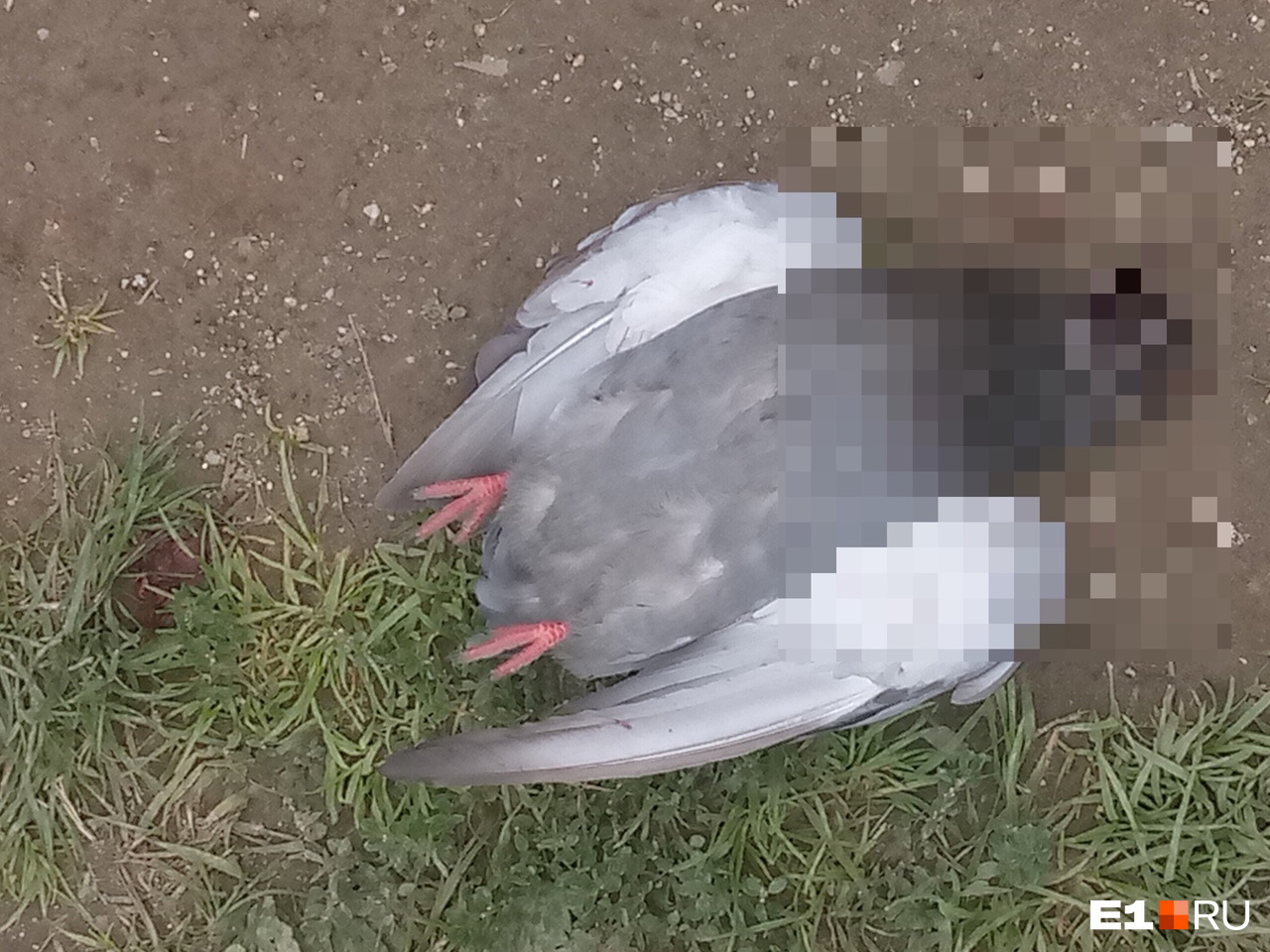 Две птицы умерли сразу, а одна оказалась ранена
