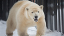 «Всё у нее хорошо»: в японском зоопарке ждут потомства от новосибирской медведицы Шилки
