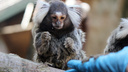 Крошечные обезьянки игрунки родились в зоопарке «Лимпопо»