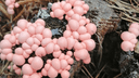 Новосибирцы нашли розовые грибы. Оказалось, что это живые существа, способные передвигаться и решать совместные задачи