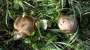Аппетитные ведерки: смотрим и завидуем, какие грибы новосибирцы привозят из леса
