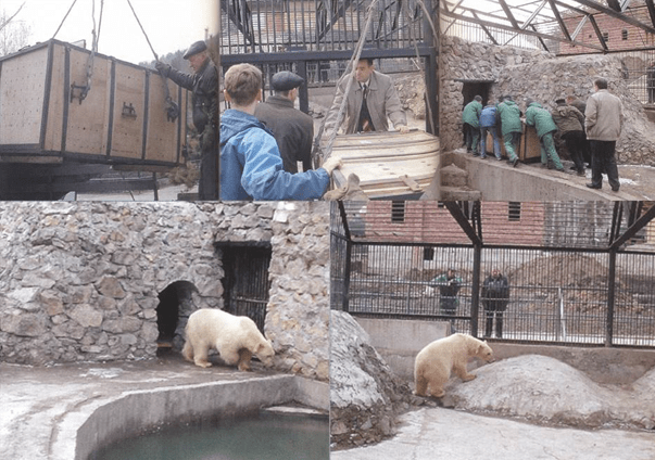 2004 год, в «Роевом ручье» появляется первый белый медведь Седов. Позже его начали называть Командор Седов