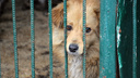 «Спецавтохозяйство» стало муниципальным приютом: что изменится в жизни бездомных собак