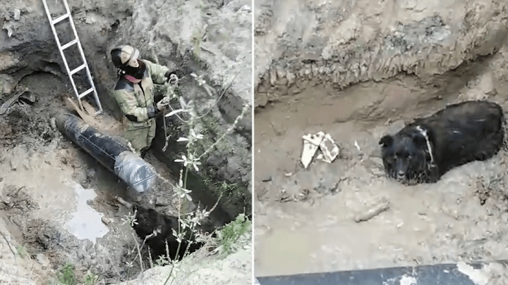 Тюменские пожарные вытащили пса, застрявшего в грязи на дне строительной ямы