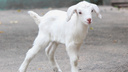 В «Лимпопо» пополнение: смотрим фотографии новорожденных козлят