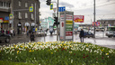 Под Новосибирском появится питомник для растений и деревьев — их будут использовать для озеленения города