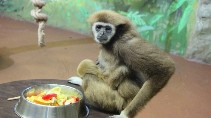Зоопарк «Лимпопо» получил обещанный городскими властями миллион на корма животным