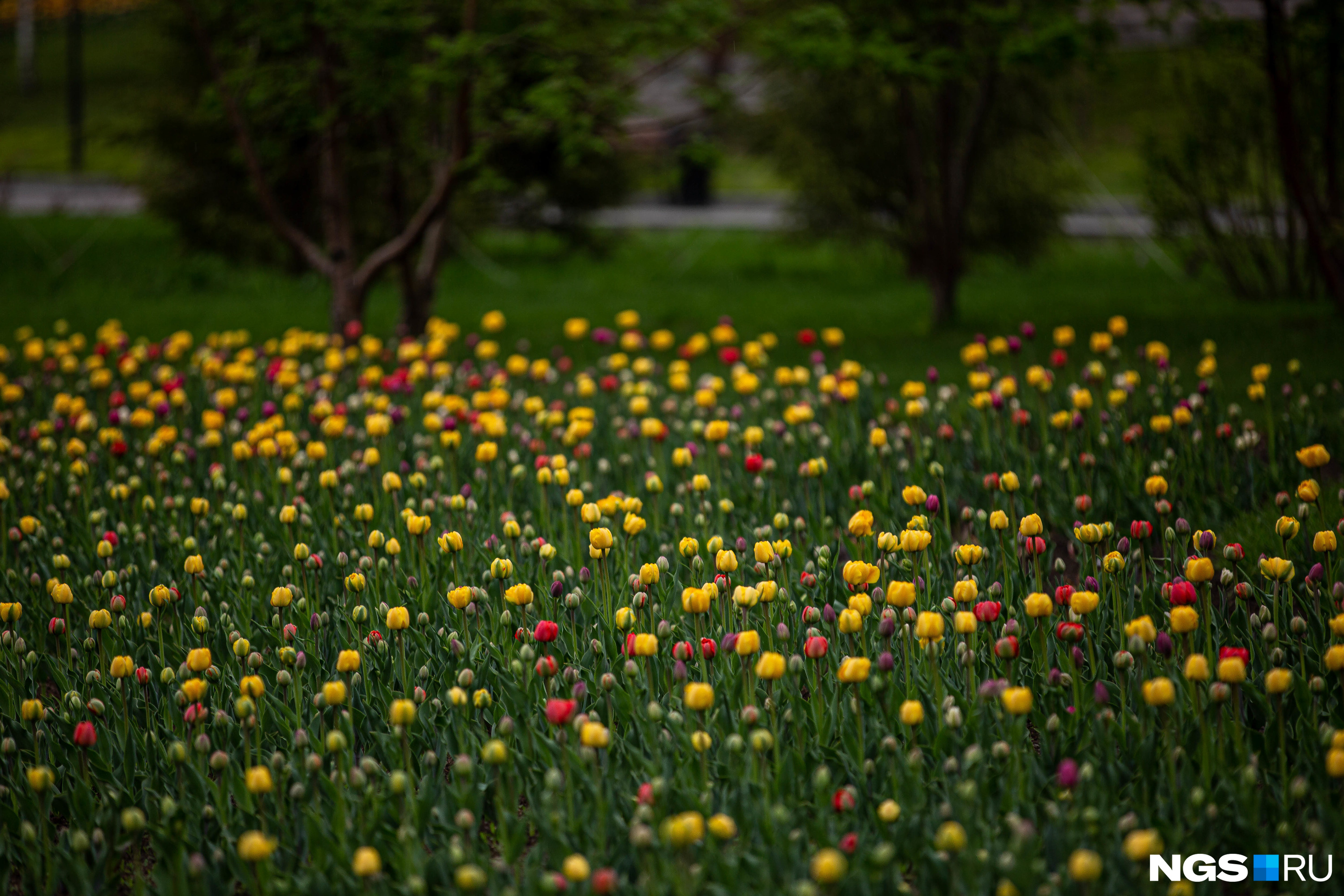 Пока люди из-за самоизоляции сидят дома, на набережной прямо сейчас цветут тюльпаны