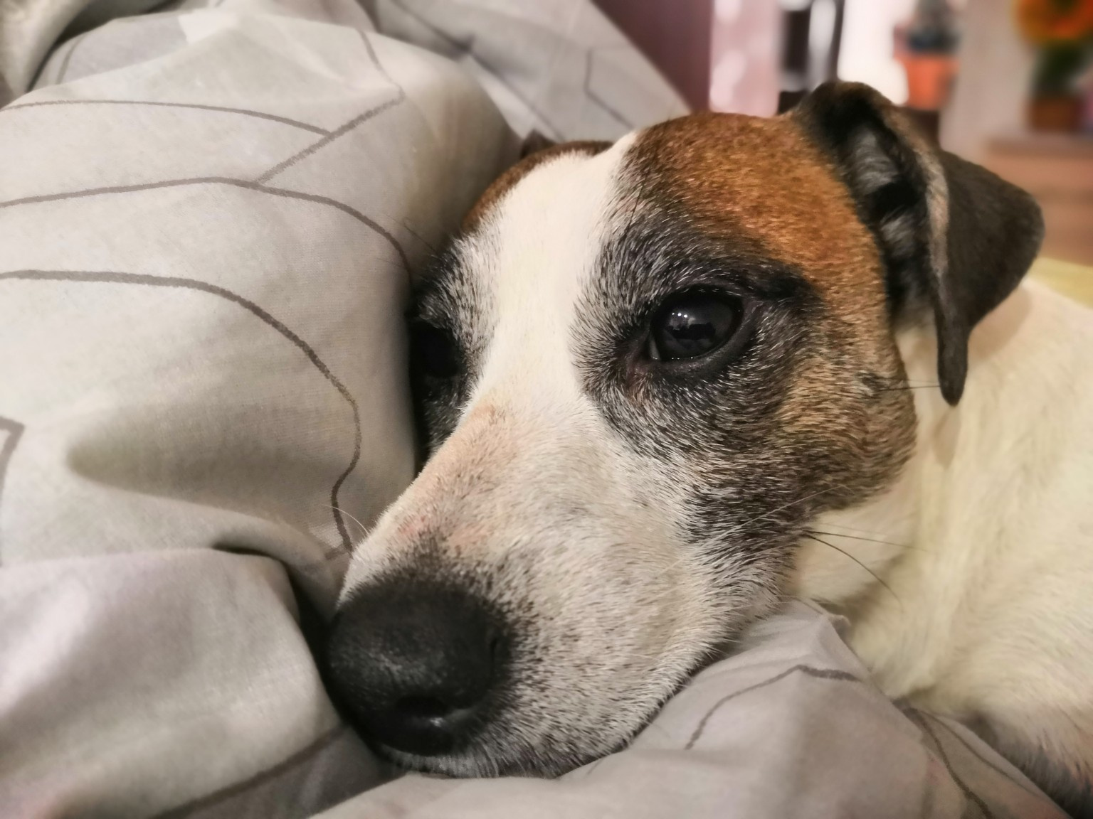 Собаки весом 14 кг. Пес 25. Собака 25 лет. 25 месяцев собаке. Породы собак до 25 килограмм.