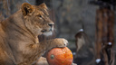 Львы в новосибирском зоопарке отказались отмечать Хеллоуин (фоторепортаж)