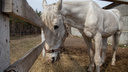 Челябинскому конному клубу, оставшемуся без денег из-за пандемии коронавируса, привезли 3 тонны сена
