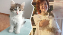 До слёз: как сейчас выглядят 10 брошенных котиков, которых забрали домой из приюта (фото до и после)