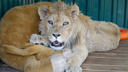 Издевательства над львёнком Симбой, спасённым челябинским зоозащитником, переросли в уголовное дело