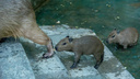 В Ростовском зоопарке родились самые большие грызуны в мире. Смотрим на малышню