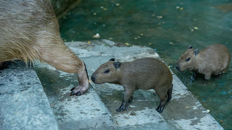 В Ростовском зоопарке родились самые большие грызуны в мире. Смотрим на малышню