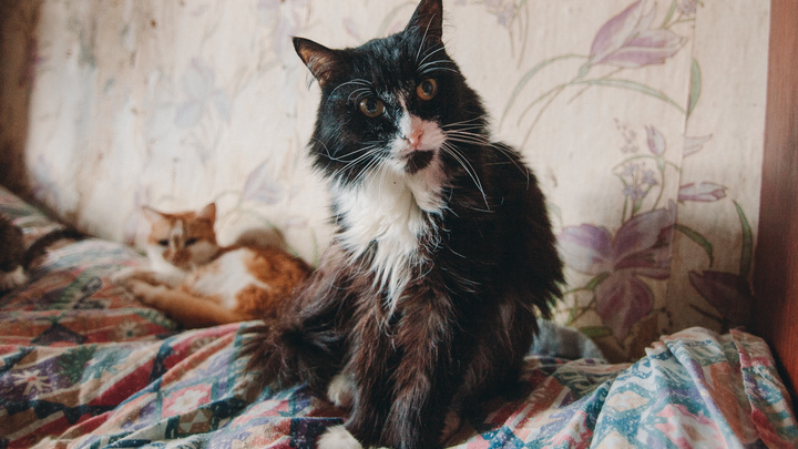 В Тюмени больше сотни кошек лечат от коронавируса. Рассказываем, опасен ли он для человека