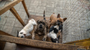 «У неё больше 100 собак!»: новосибирцы задыхаются от вони и не могут спать из-за лая собачьего питомника