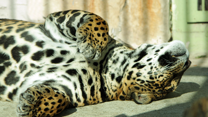 Побудьте в их шкуре: как питомцы екатеринбургского зоопарка переживают тридцатиградусную жару