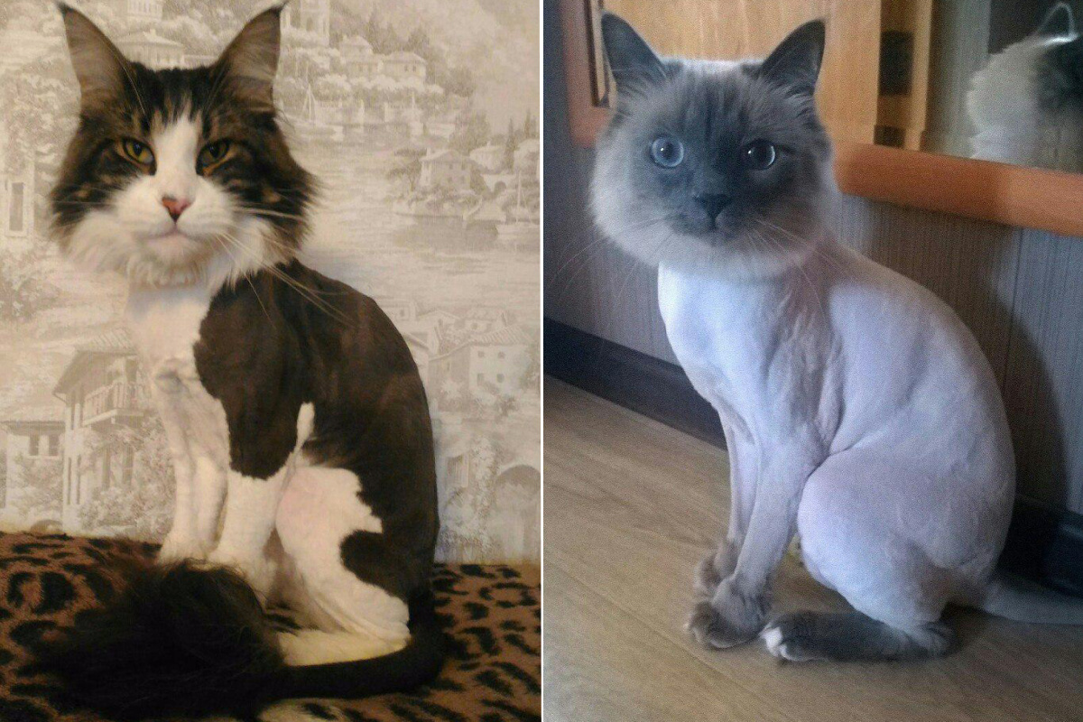 Как выглядят коты после стрижки, фото до и после похода к грумеру 16 мая  2020 года - 16 мая 2020 - НГС.ру