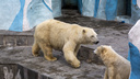 Белые медведи по расписанию: Новосибирский зоопарк возобновил трансляции из вольеров с животными