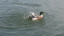 «Вода чёрно-синяя, даже утки исчезают!»: жители Кургана сообщили о сливе нечистот в водоём