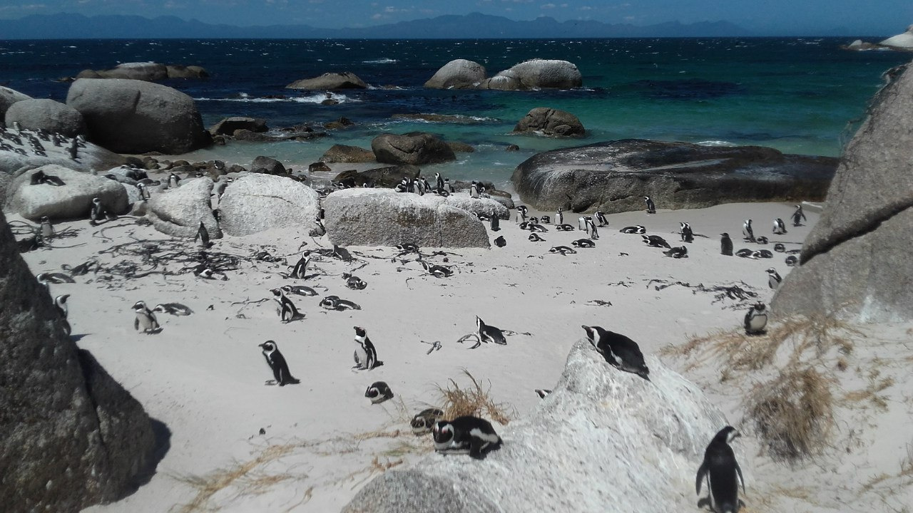 Это фото Клод сделал на одном из пляжей в ЮАР. Да, там живут пингвины — Антарктида не так уж далеко