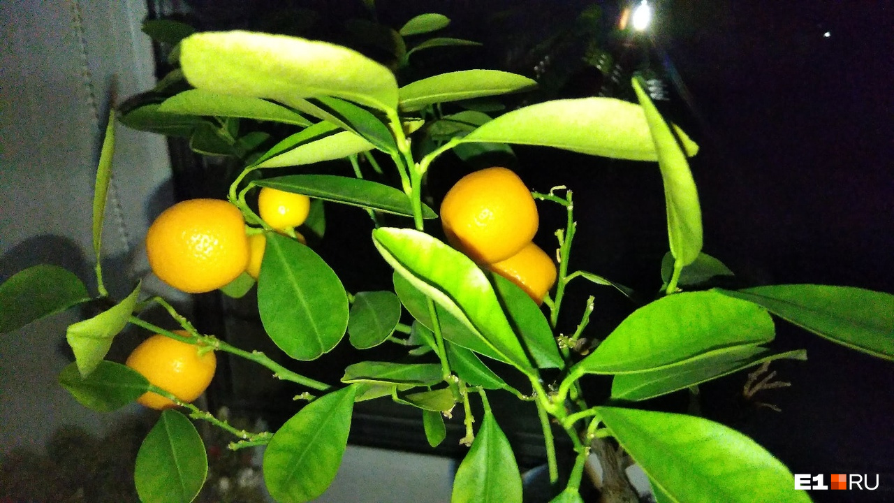 Маша Медведева вложилась в лимонное дерево и теперь может не переживать из-за роста цен на эти цитрусовые