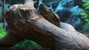В челябинском зоопарке поселилась гигантская анаконда